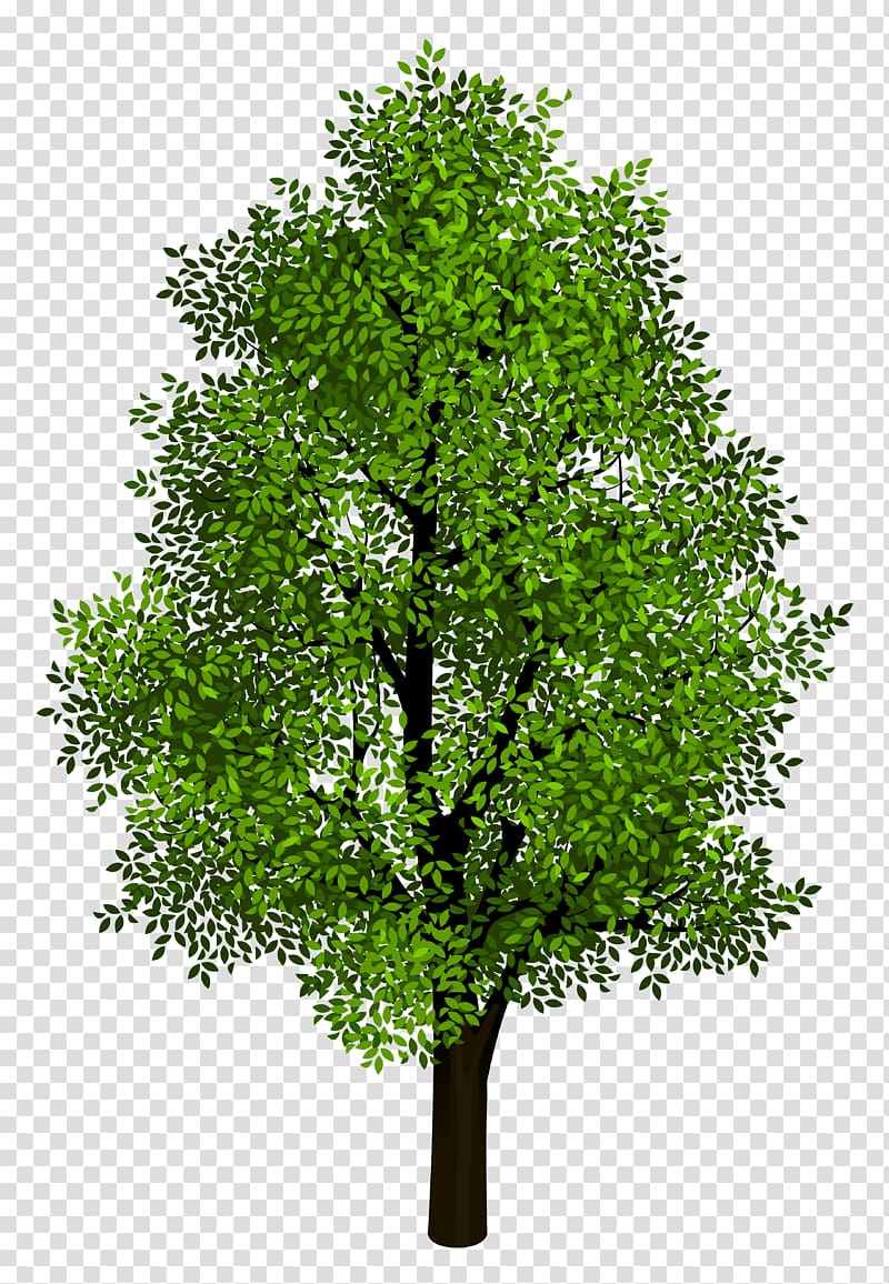 Tree Isometric projection , Green Tree , green leafed tree transparent background PNG clipart