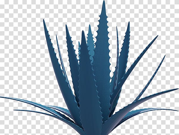 Agave azul Los Altos de Jalisco Tequila Mauritius hemp Aloe vera, religious beliefs transparent background PNG clipart