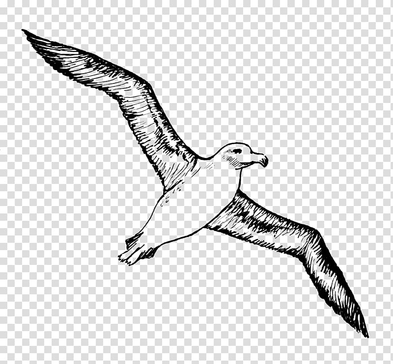 Bird Albatross Tattoo Gulls, Albatross transparent background PNG clipart