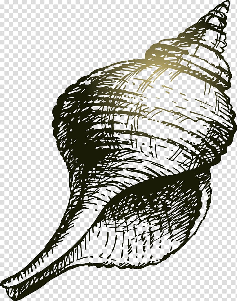 Seashell Drawing Sea snail, Hand painted black lines Conch transparent background PNG clipart