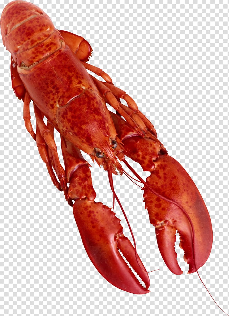 American lobster Spiny lobster , spicy lobster transparent background PNG clipart