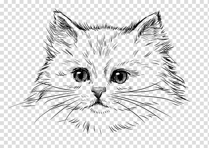 persian cat drawing