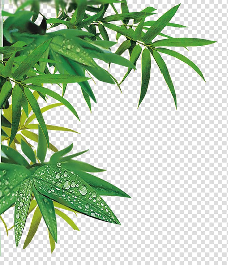 Gratis Portable media player Computer file, Green bamboo leaves transparent background PNG clipart