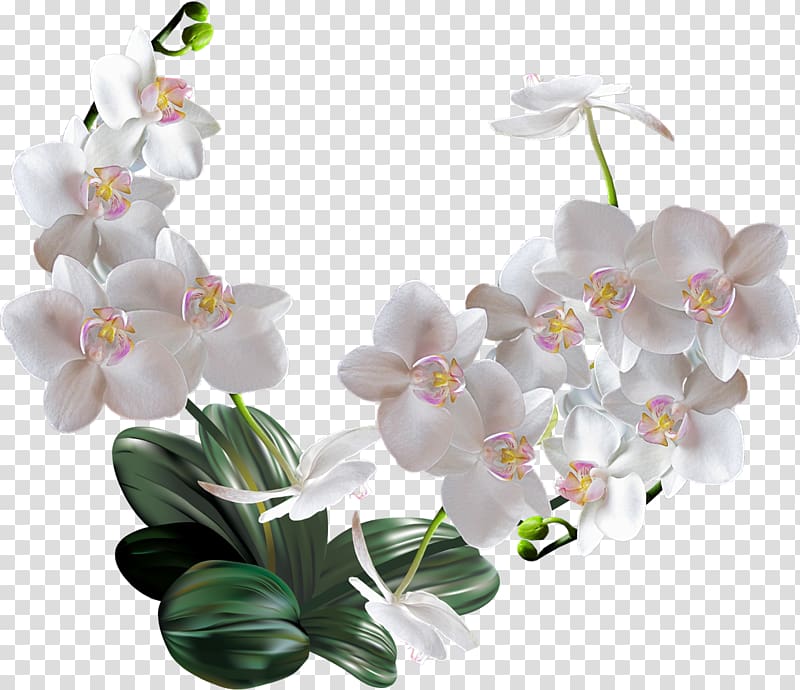 Moth orchids Flower Woman, orchid transparent background PNG clipart