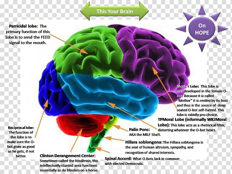 Human brain Lateralization of brain function Cerebral cortex Nervous system, Brain transparent background PNG clipart