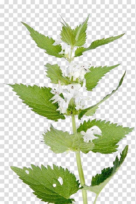 Nettle transparent background PNG clipart