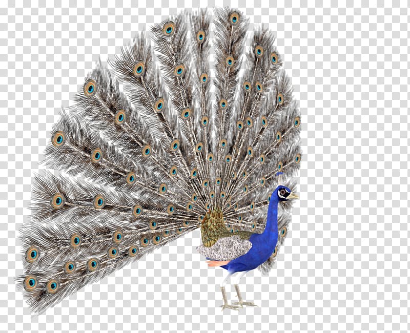 Illustration, Creative peacock transparent background PNG clipart
