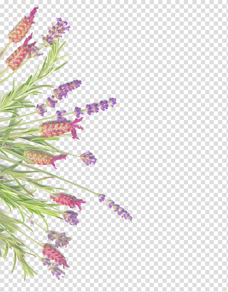 purple lavender flower , Lavender Herb Rosemary Common sage, Lavender and rosemary isolated on white transparent background PNG clipart