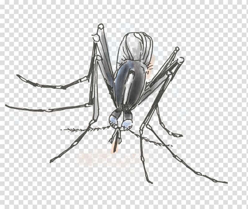 Aedes albopictus Yellow fever mosquito Insect Invertebrate Fly, mosquito transparent background PNG clipart