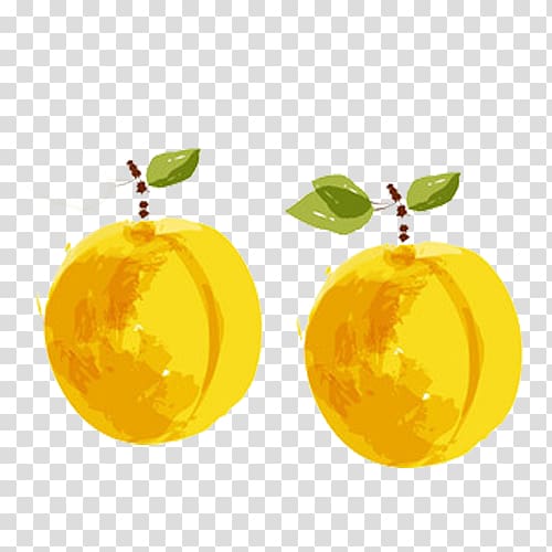 Apricot Citron Tangerine, Watercolor yellow apricot transparent background PNG clipart
