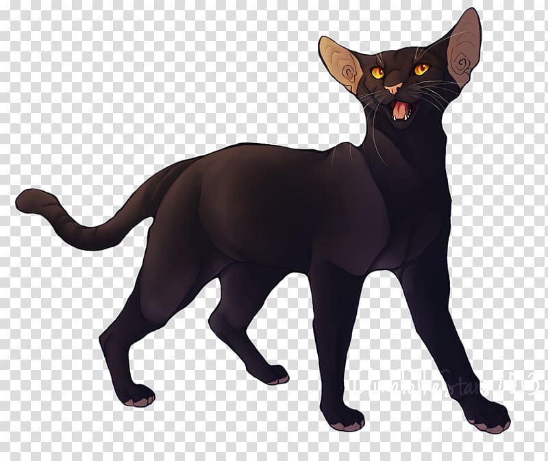 Black cat Havana Brown Burmese cat Domestic short-haired cat Whiskers, Use Your Illusion I transparent background PNG clipart