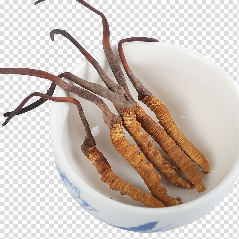 Caterpillar fungus Traditional Chinese medicine Cordyceps, Cordyceps sinensis authentic Chinese medicine herbs transparent background PNG clipart