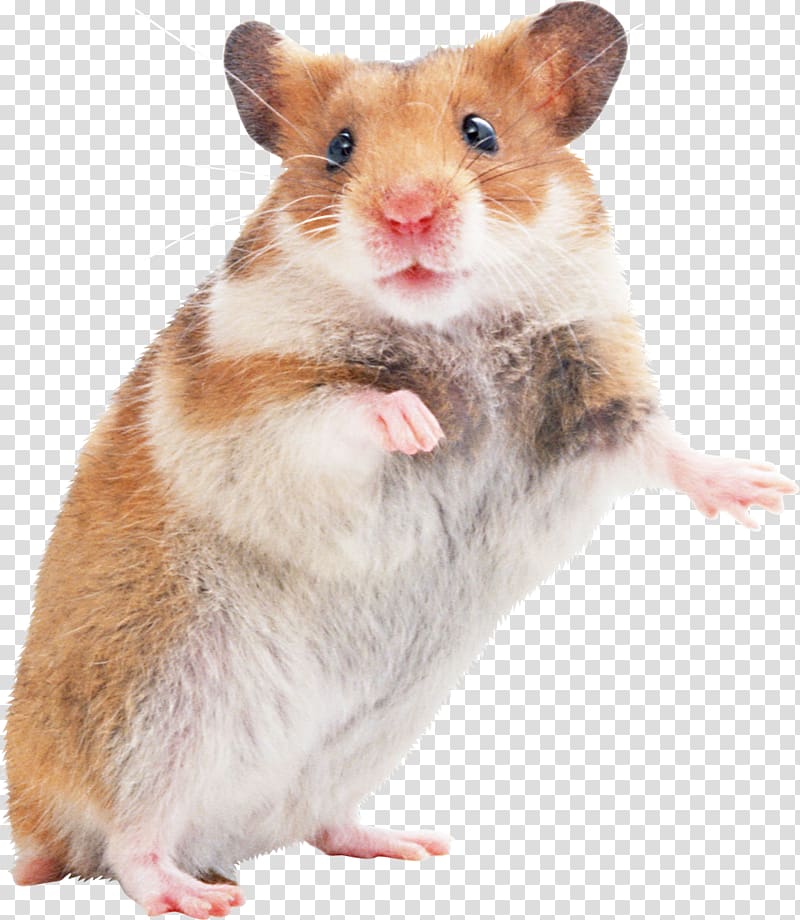 brown and white guinea pig illustration, Golden hamster Mouse Rodent Gerbil, Hamsters transparent background PNG clipart