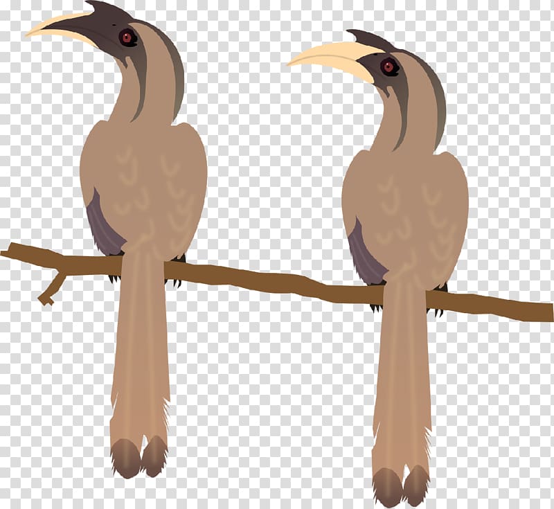 Beak Bird Indian grey hornbill Malabar grey hornbill African grey hornbill, Bird transparent background PNG clipart