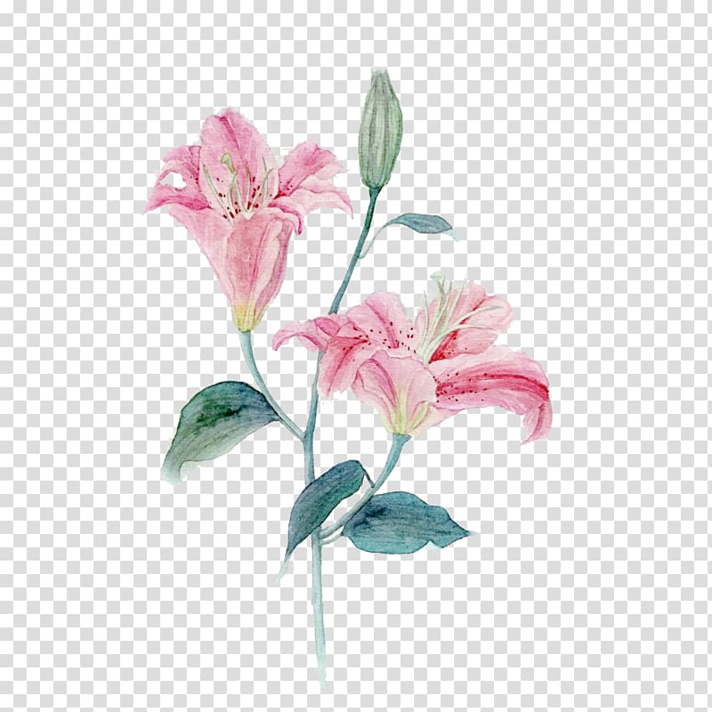 Lilium Pink Rose, Creative hand-painted pink lily transparent background PNG clipart