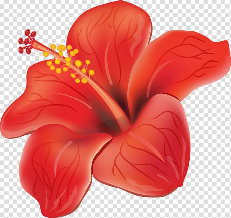 Flower Hibiscus , flower tropical transparent background PNG clipart