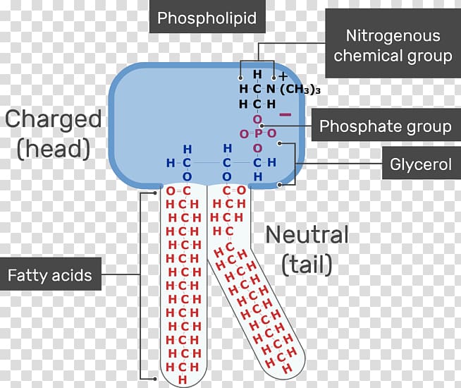 Cell membrane Lipid bilayer Phospholipid Biological membrane, others transparent background PNG clipart