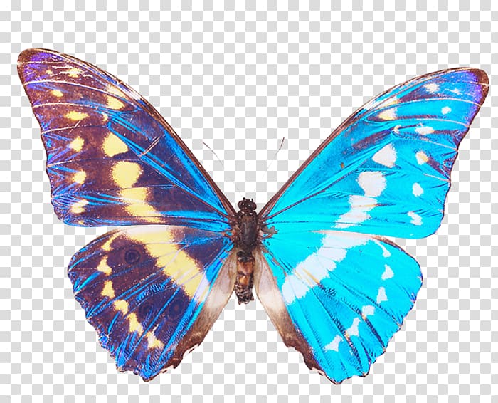 Monarch butterfly Moth Gossamer-winged butterflies Morpho, butterfly transparent background PNG clipart