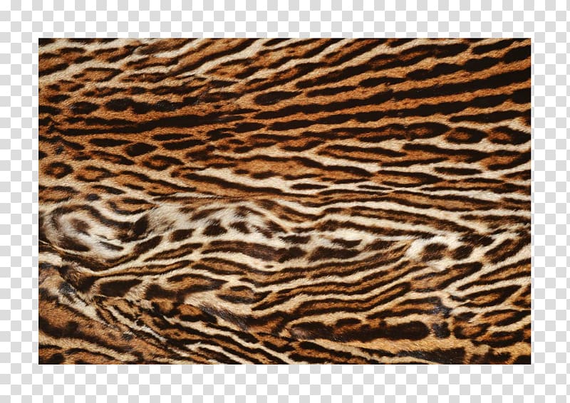 Siberian Tiger Icon, Tiger transparent background PNG clipart
