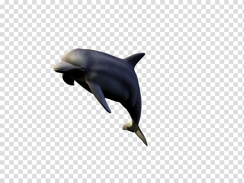Common bottlenose dolphin Wholphin Tucuxi Short-beaked common dolphin, delfines transparent background PNG clipart
