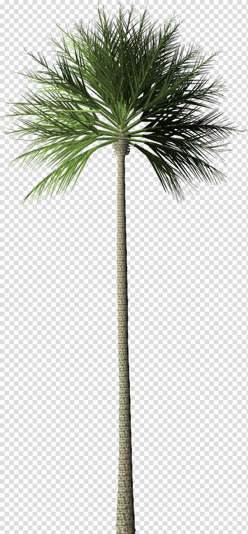 Arecaceae Tree Palm oil Oil palms Rainforest, palm tree transparent background PNG clipart