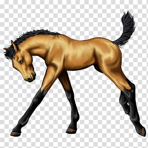 Mane Mustang Foal Stallion Colt, Quarter Horse transparent background PNG clipart