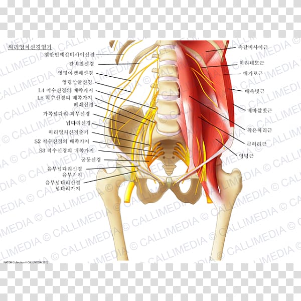 Ilioinguinal nerve Sacral plexus Lumbar plexus Iliohypogastric nerve, plexus transparent background PNG clipart