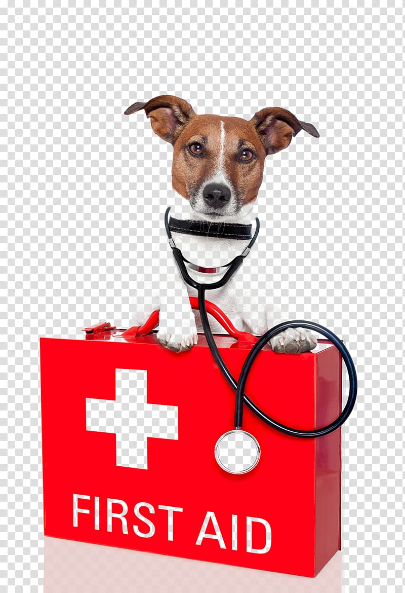 Dog store 1st aid