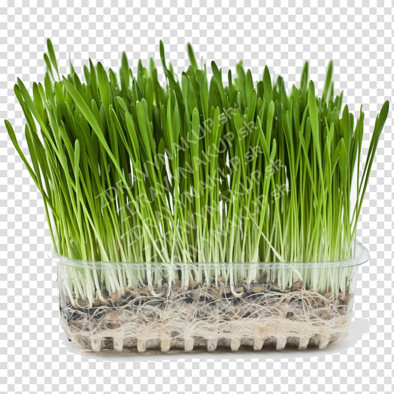 Organic food Barley Wheatgrass Beer Health, biological rosemary grass transparent background PNG clipart