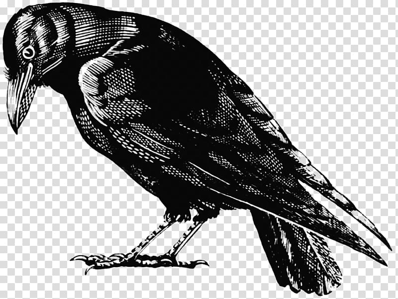 American crow Bird , perched raven overlay transparent background PNG clipart