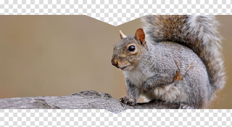 Fox squirrel Westerville Eastern gray squirrel Red squirrel, squirrel transparent background PNG clipart