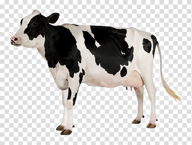 Holstein Friesian cattle Dairy cattle, Milk Drops transparent background PNG clipart