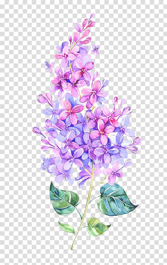 Pink Flower Purple Color, Watercolor flowers, blue and pink lilac flower painting transparent background PNG clipart