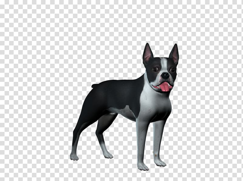Boston Terrier Old English Terrier English White Terrier Dog breed, dogs transparent background PNG clipart