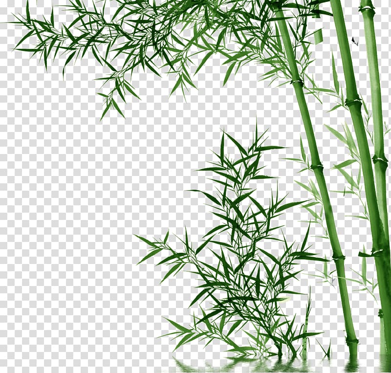 Bamboo Toothpaste, bamboo,Bamboo, green bamboo plant illustration transparent background PNG clipart