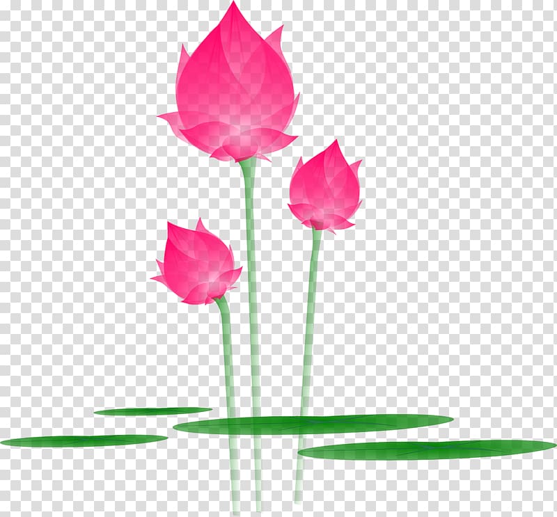 Nelumbo nucifera Egyptian lotus Flower , lotus transparent background PNG clipart