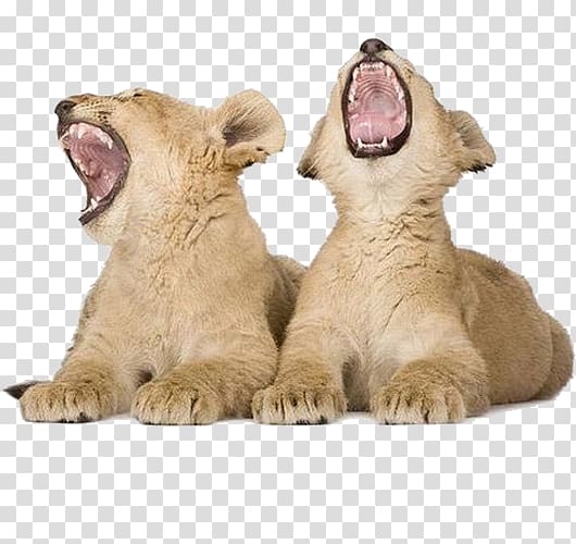 two brown lion cubs illustration, Cannes Lions International Festival of Creativity Lion Cubs Cat White lion, Lion lion cub transparent background PNG clipart