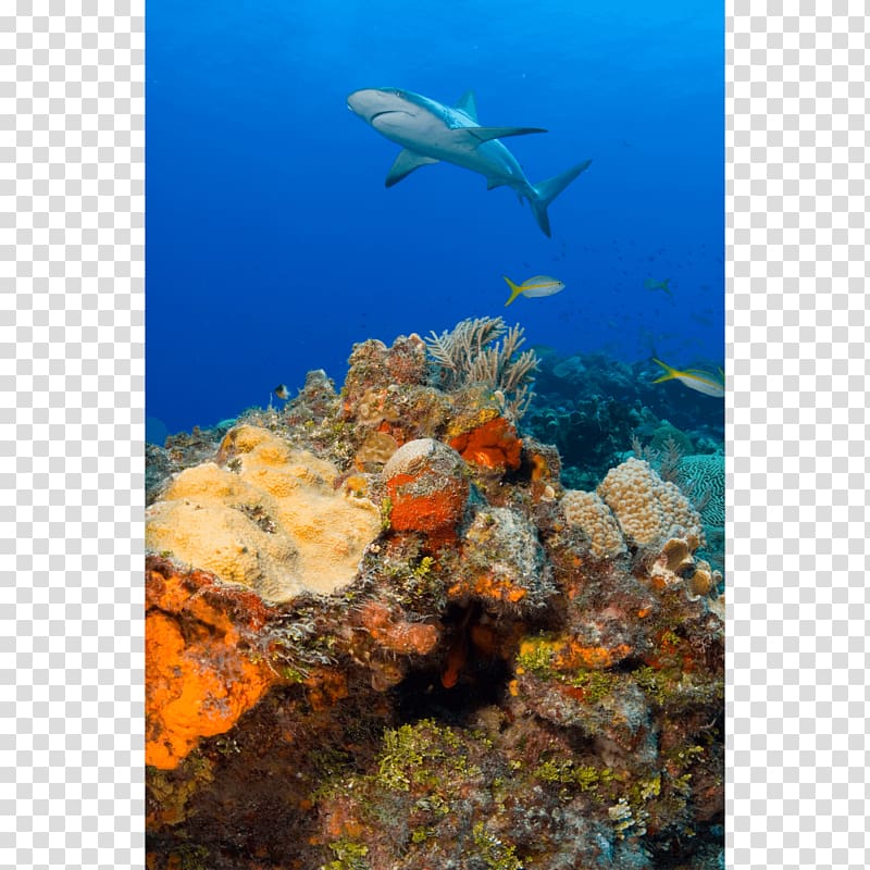 Coral reef fish Caribbean reef shark, shark transparent background PNG clipart