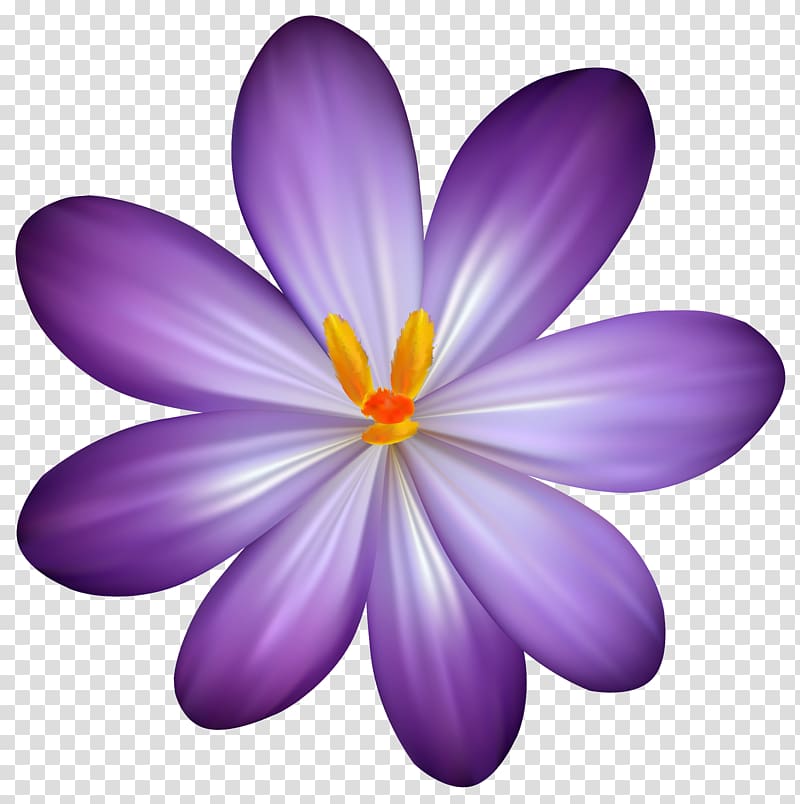 Crocus vernus Flower Purple , Crocus transparent background PNG clipart