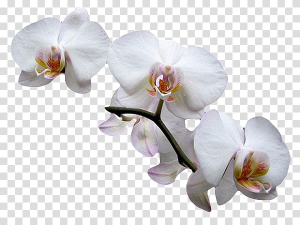 Moth orchids Cut flowers Plant Fruit exotique, others transparent background PNG clipart