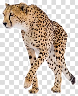 Cheetah transparent background PNG clipart