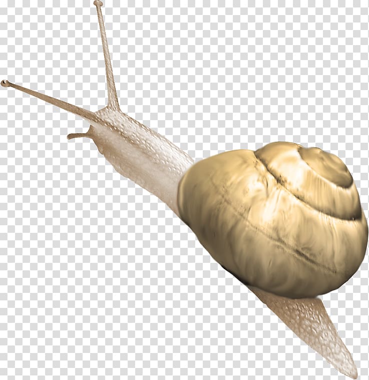 Snail Polymita picta, Beautiful snail transparent background PNG clipart