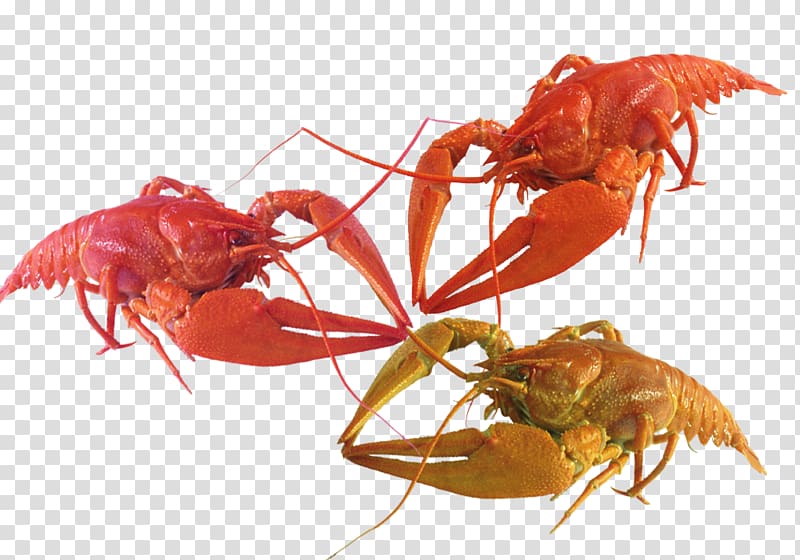 American lobster Homarus gammarus Palinurus elephas Crayfish Crab, Three looked at each lobster transparent background PNG clipart