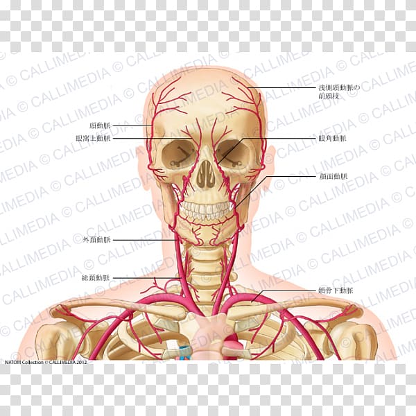 Head and neck anatomy Common carotid artery Vein, superficial temporal nerve transparent background PNG clipart