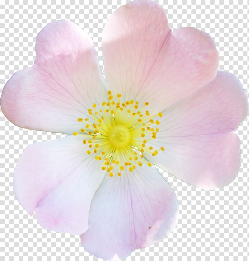 Petal Rosaceae Close-up Rose, camellia flowers transparent background PNG clipart
