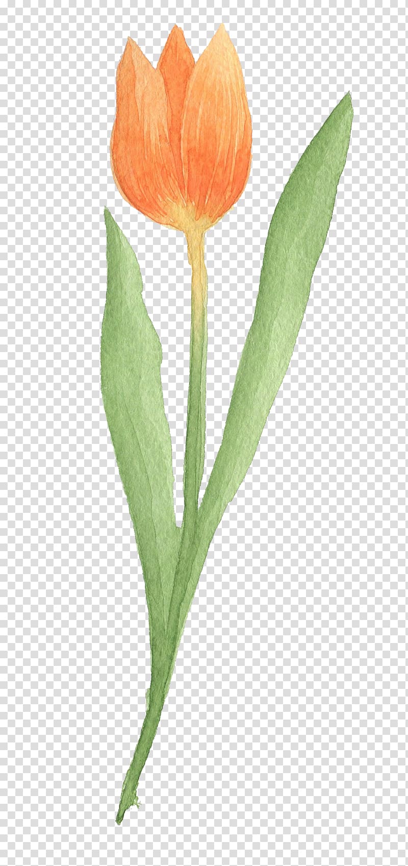 Tulip Google Watercolor painting, Yellow Tulips transparent background PNG clipart