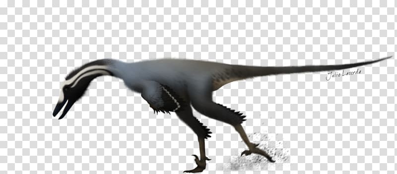 Bird Blog Apsaravis Paleontology Beak, Troodon transparent background PNG clipart