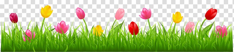 Parrot Tulips Flower , Grass with Colorful Tulips , tulips illustration transparent background PNG clipart