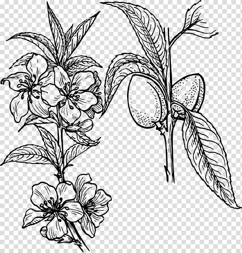 Plant Drawing , Almond transparent background PNG clipart Plant Drawing , Almond transparent background PNG clipart