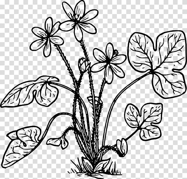 Anemone hepatica Coloring book Flower , biological rosemary grass transparent background PNG clipart